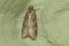 Cnephasia sp.